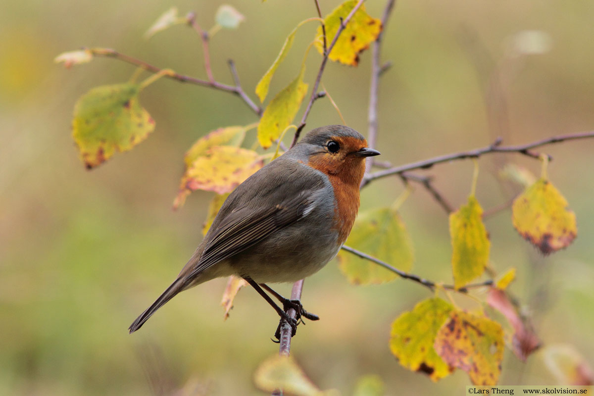 Rödhake, Erithacus rubecula